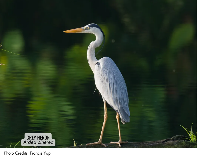 Grey Heron (Ardea cinerea)